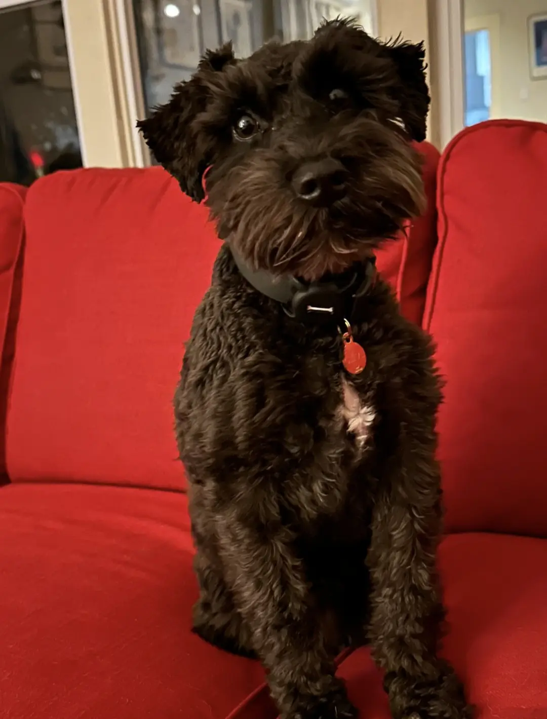 A black, shaggy dog with a slightly sad or unimpressed expression sits upright on a bright red couch. It wears a black…