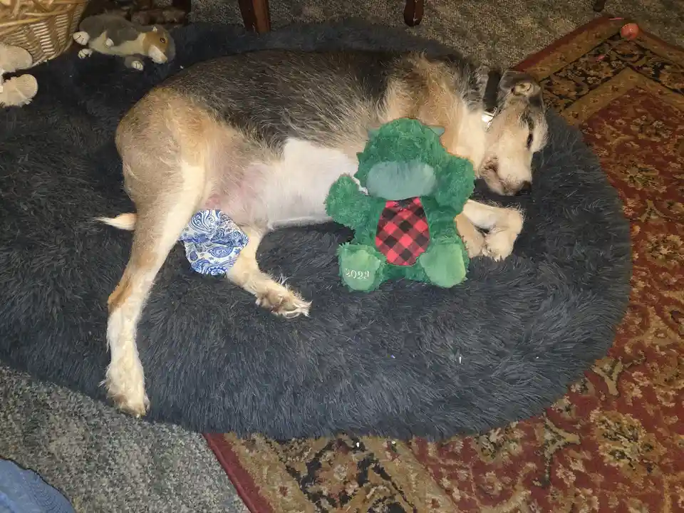 A sleeping dog with light brown and white fur lies curled on a dark gray fluffy bed, its hind leg wrapped in a blue and…