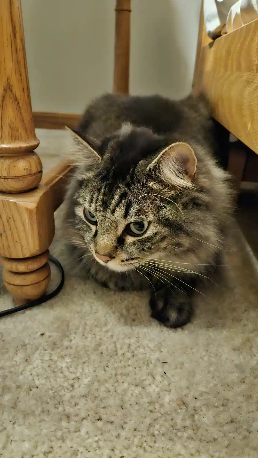 A fluffy tabby cat with green eyes is lying on a beige carpet under a wooden piece of furniture, looking directly at the…