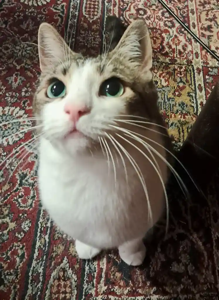 A close-up photo shows a white and brown cat with large, wide, blue-green eyes looking directly at the camera with a…