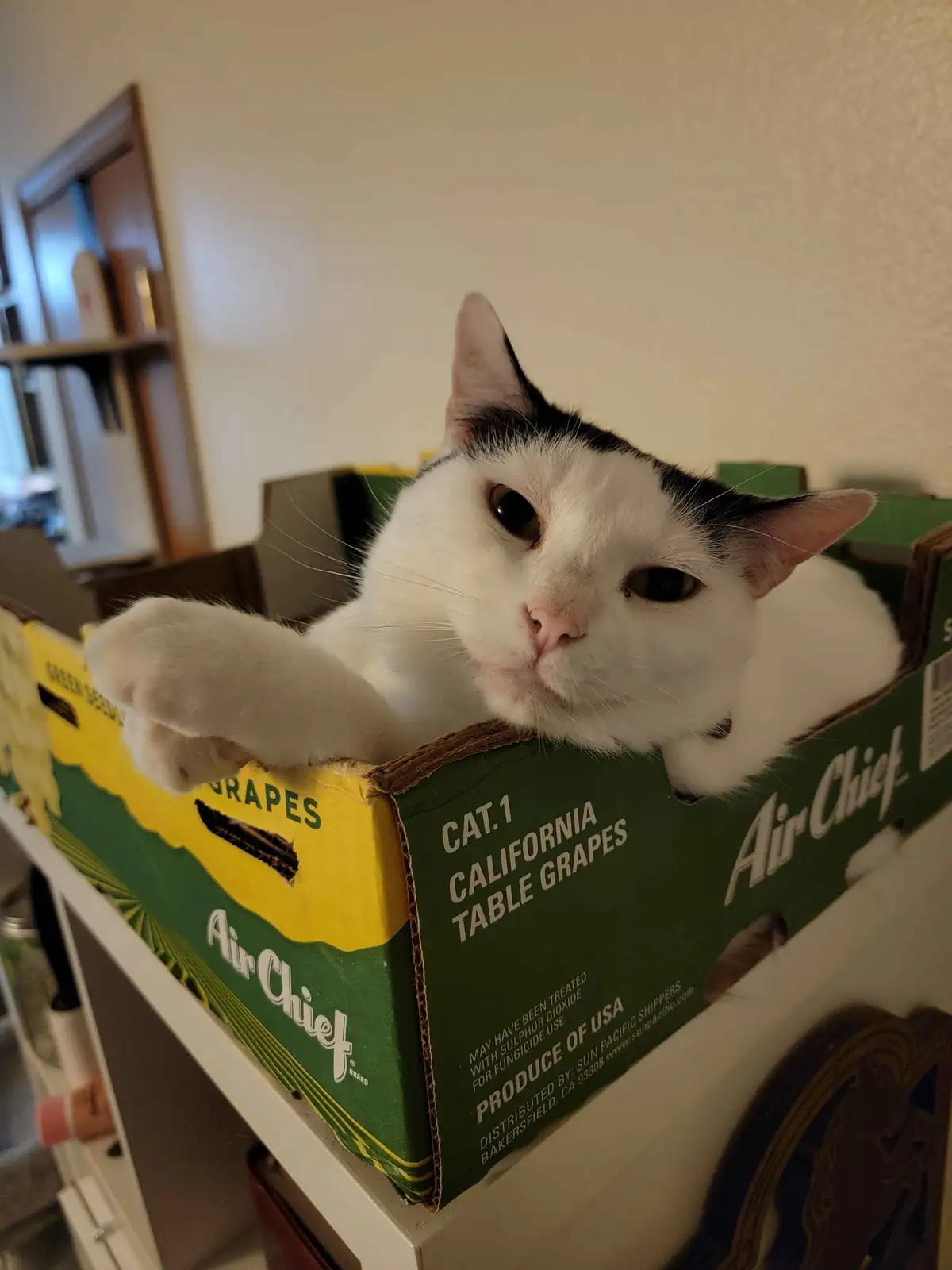 A white and black cat with a slightly smug expression is lounging inside a green and yellow 'Air Chief' brand cardboard box…