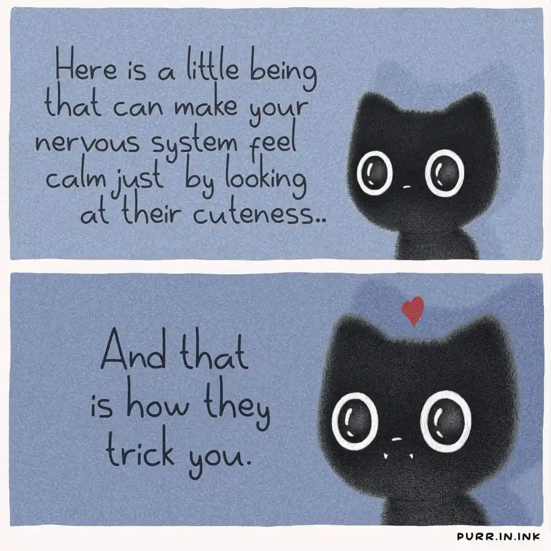 The image is a two-panel meme featuring a cute, cartoonish black cat with large white-rimmed eyes. In the top panel, text…