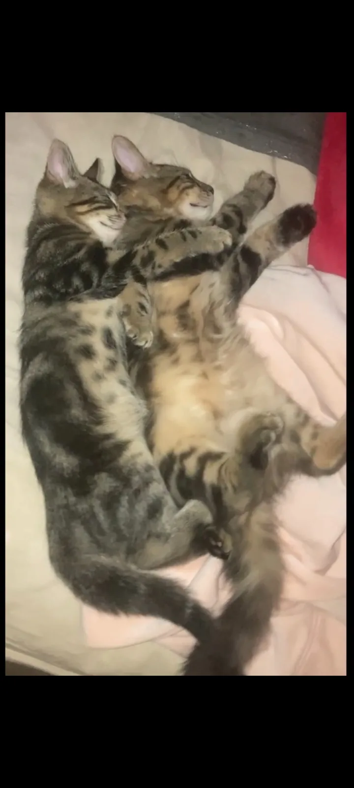 Two tabby cats are sleeping on a bed, one lying on its back with paws up and the other curled up beside it. The cat on its…