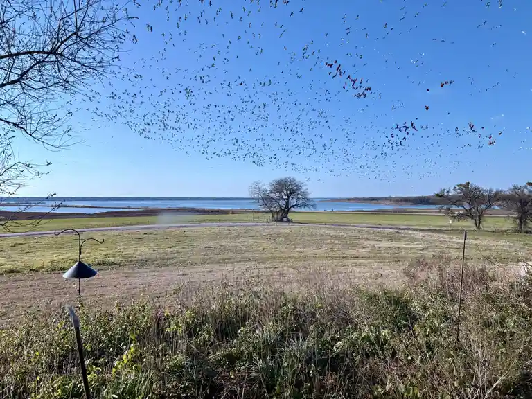 A wide landscape photo shows a vast flock of birds flying across a bright blue sky over a grassy field and a distant body of…