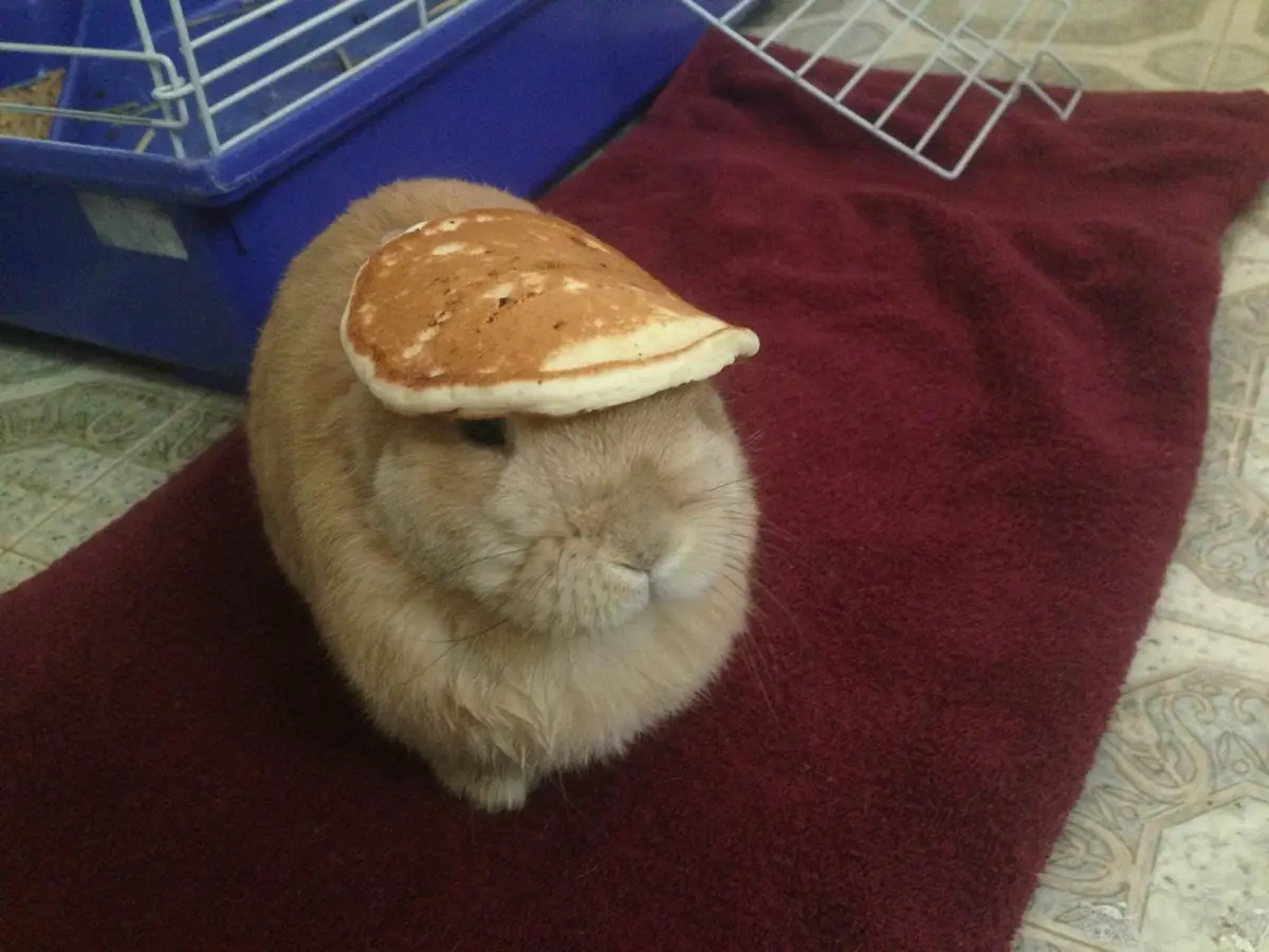 A light brown rabbit sits calmly on a maroon towel with a small, golden-brown pancake balanced perfectly on its head…