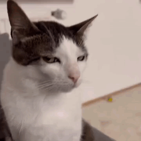 A six-panel grid shows a gray and white cat slowly closing its eyes and looking increasingly sleepy or uninterested. The…