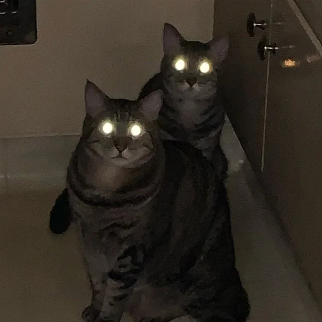 Two tabby cats sit in a dimly lit bathroom, their eyes glowing brightly due to the camera flash, creating an eerie, intense…