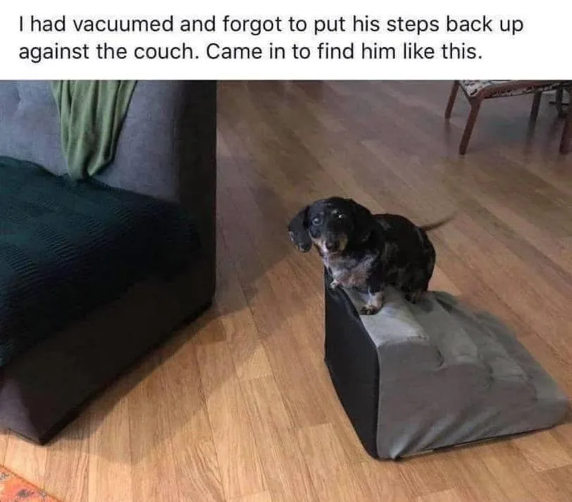 A black and tan dachshund stands on a gray, fabric-covered dog step stool that has been knocked over onto a hardwood floor…