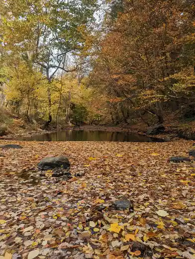 Discovering the Charm of Swarthmore, PA