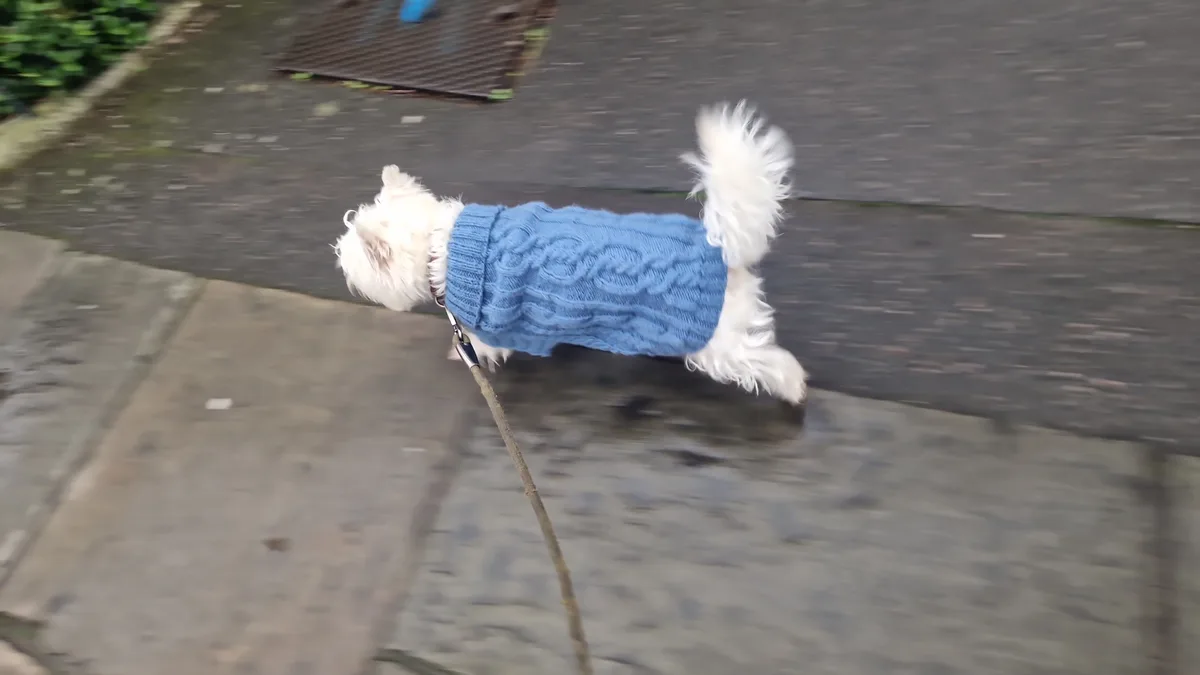 A small, fluffy white dog wearing a blue cable-knit sweater runs away on a leash, captured in motion blur on a wet sidewalk…