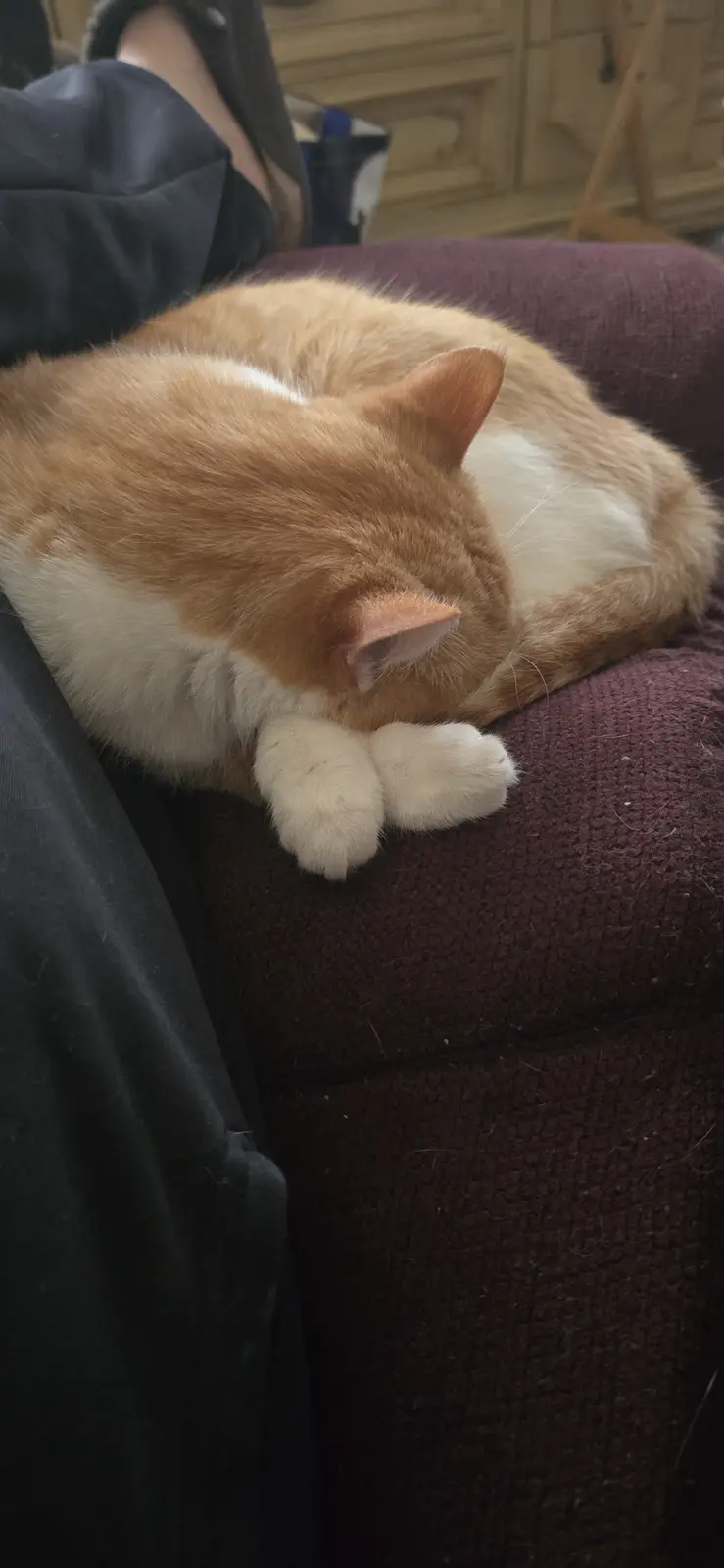An orange and white cat is curled up asleep on a dark purple couch, with its paws tucked under its chin. A person wearing…