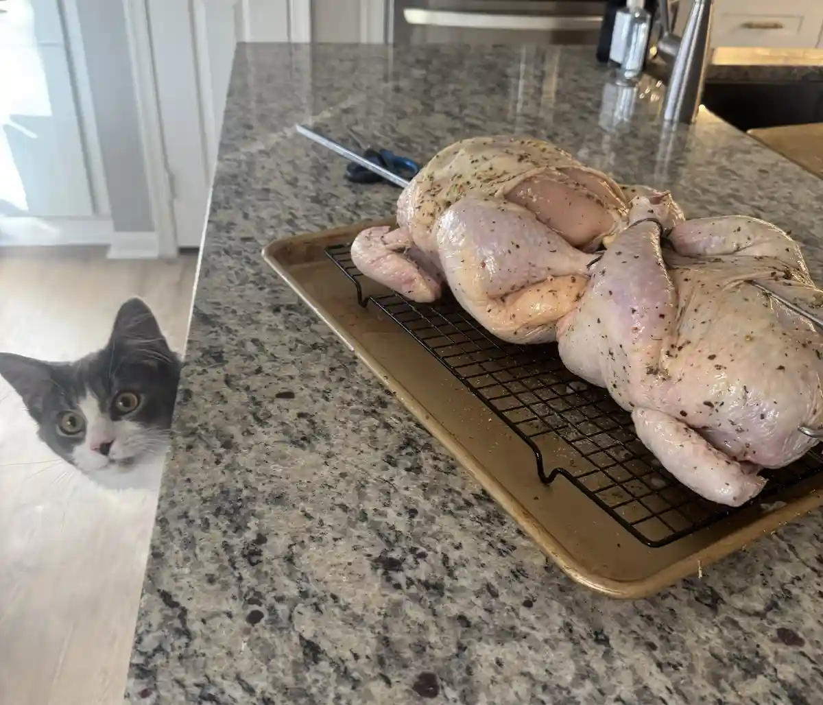 A grey and white cat peeks cautiously from behind a kitchen counter, staring at a raw, herb-seasoned whole chicken resting…
