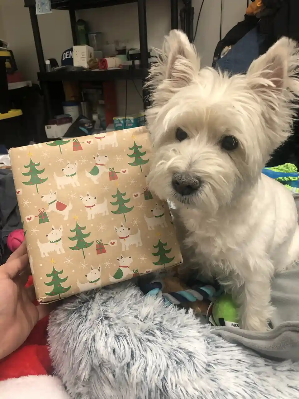 A white West Highland Terrier sits beside a hand holding a Christmas-themed gift box wrapped in paper featuring cartoon…