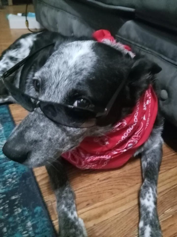 A black and white spotted dog lies on a wooden floor, wearing black-rimmed glasses pushed up onto its head and a red bandana…