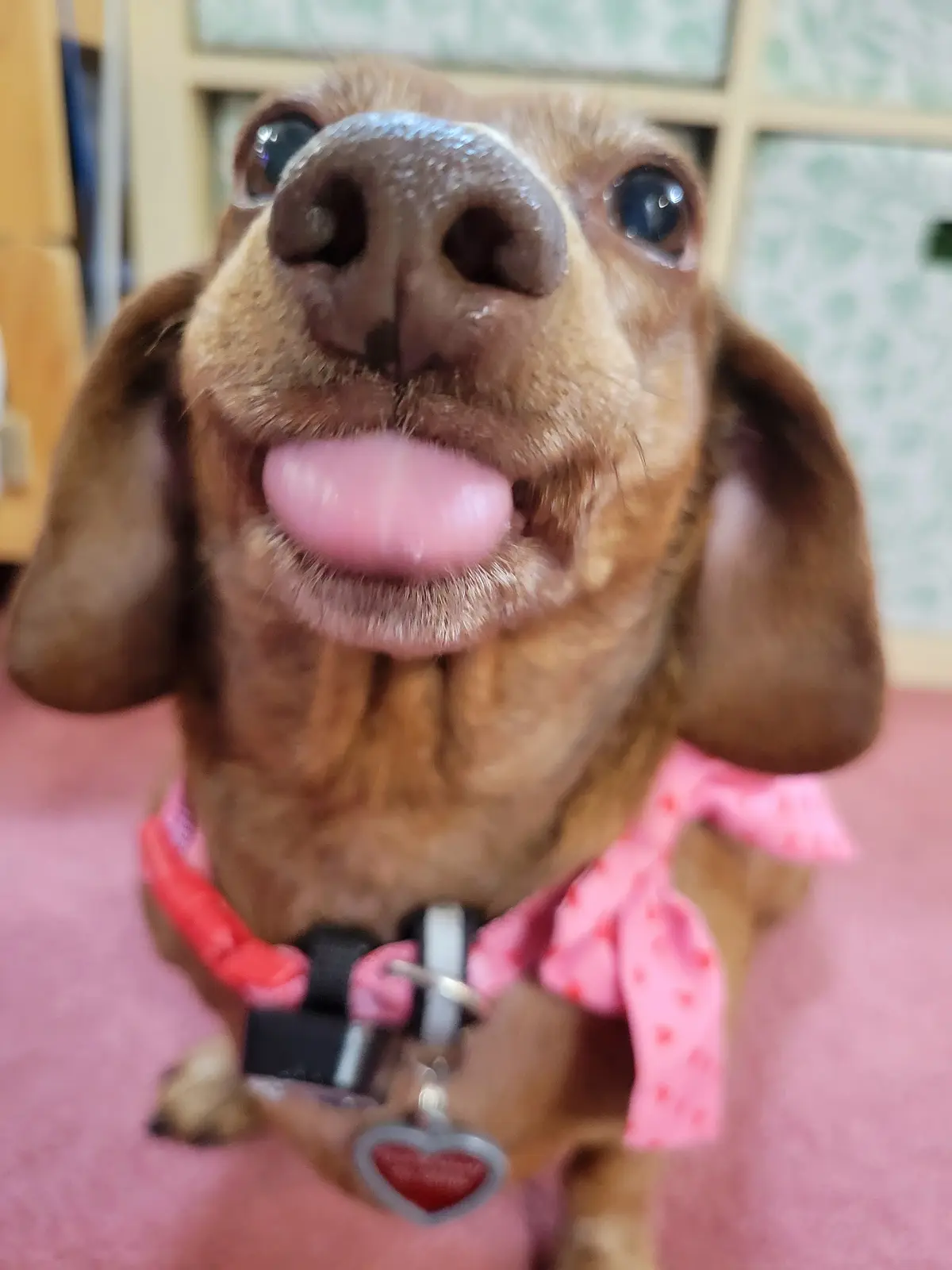 A close-up photo of a brown dachshund with its tongue out, looking directly at the camera. The dog wears a pink bandana with…
