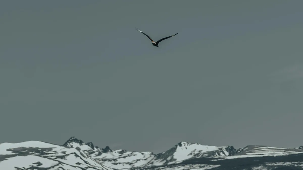 A regal eagle dominates the winter landscape, its wings outstretched as it rides the thermal currents above snow-capped…