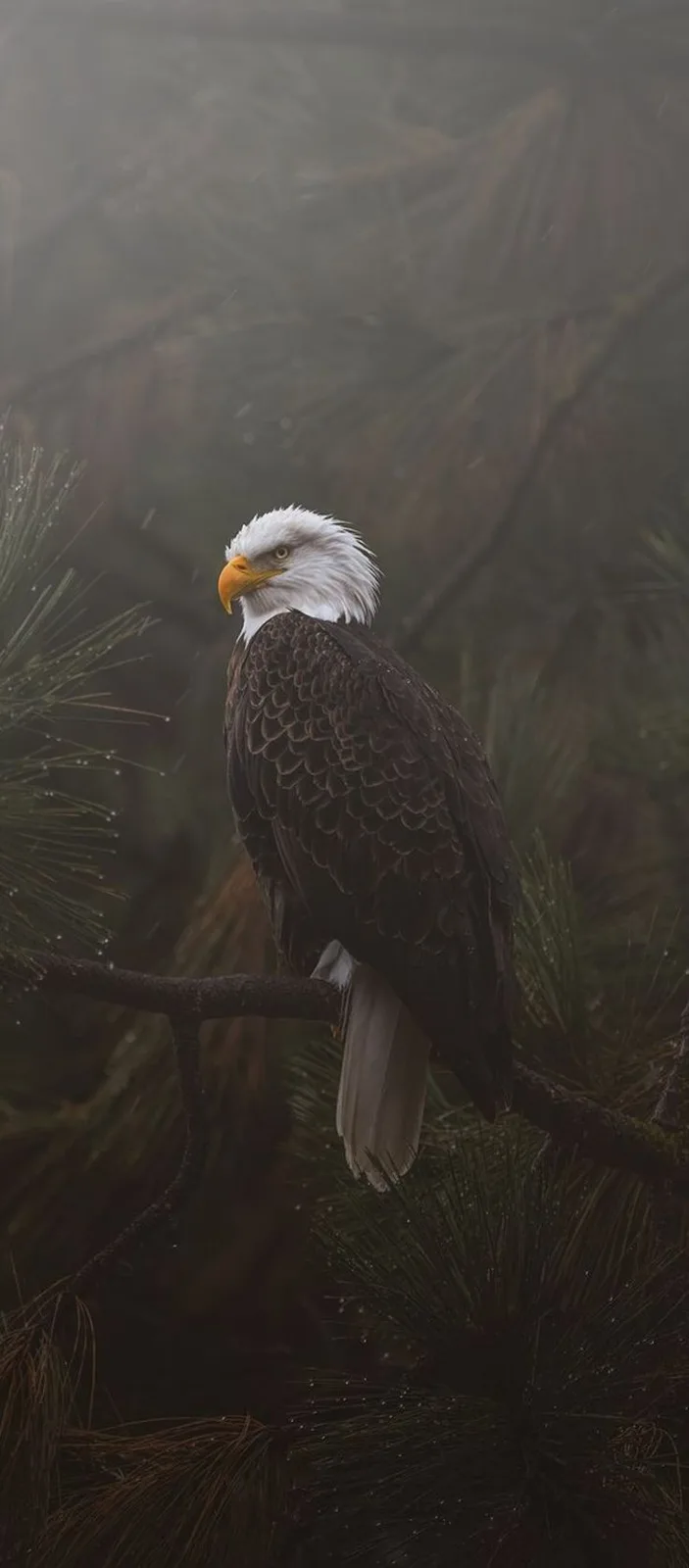 A bald eagle with a white head and dark brown body perches on a pine branch in a misty, forested setting. The image has text…