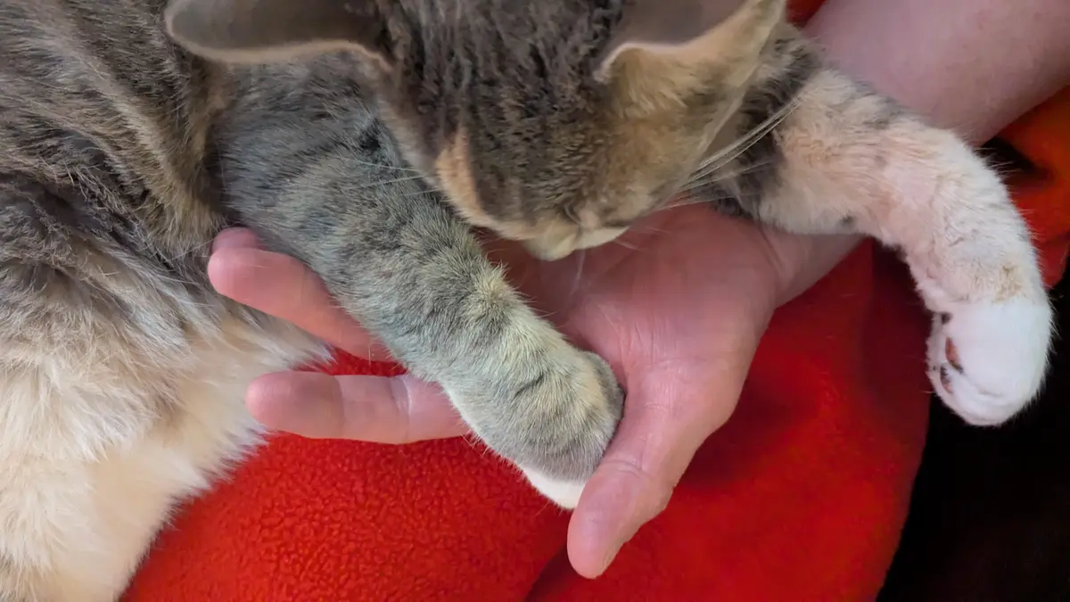 A close-up photo shows a tabby cat with white paws resting its head and one paw on a person's open palm, while the other paw…