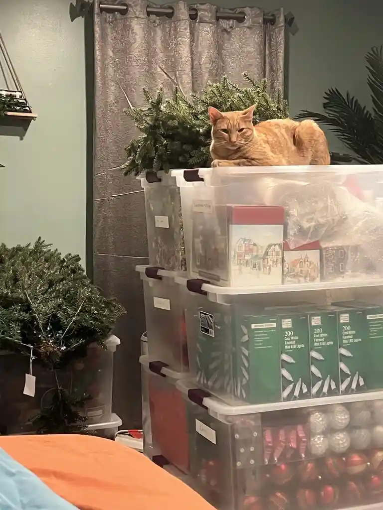 An orange tabby cat lounges atop a stack of clear plastic storage bins filled with Christmas decorations, including boxes of…