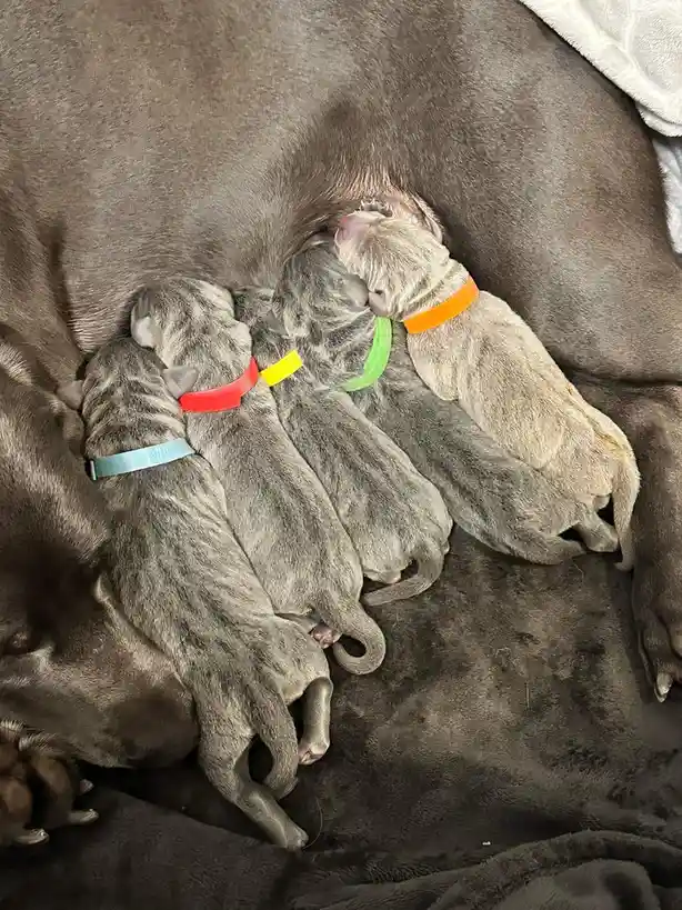 It's Weimaraner Time!