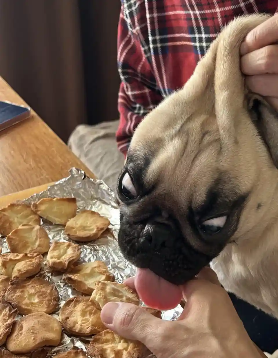 A fawn-colored pug with large, pleading eyes is being held by a person in a red plaid shirt. The dog's tongue is out…