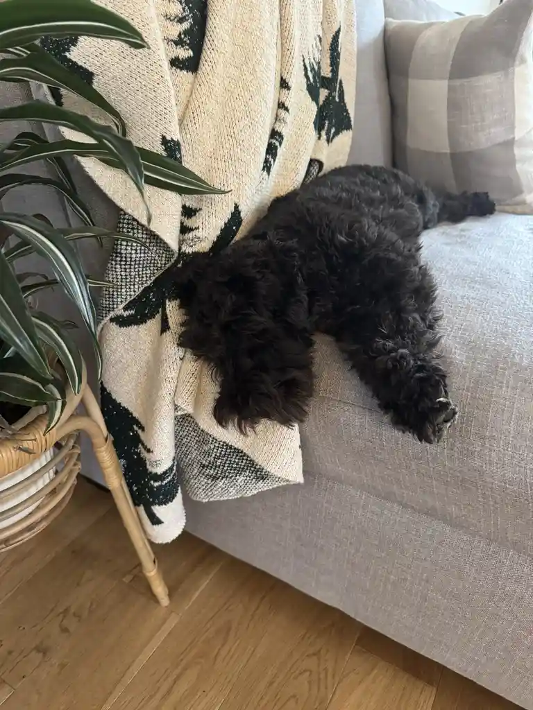 A black, curly-haired dog is lying sprawled out on a light gray couch, partially covered by a cream and black patterned knit…