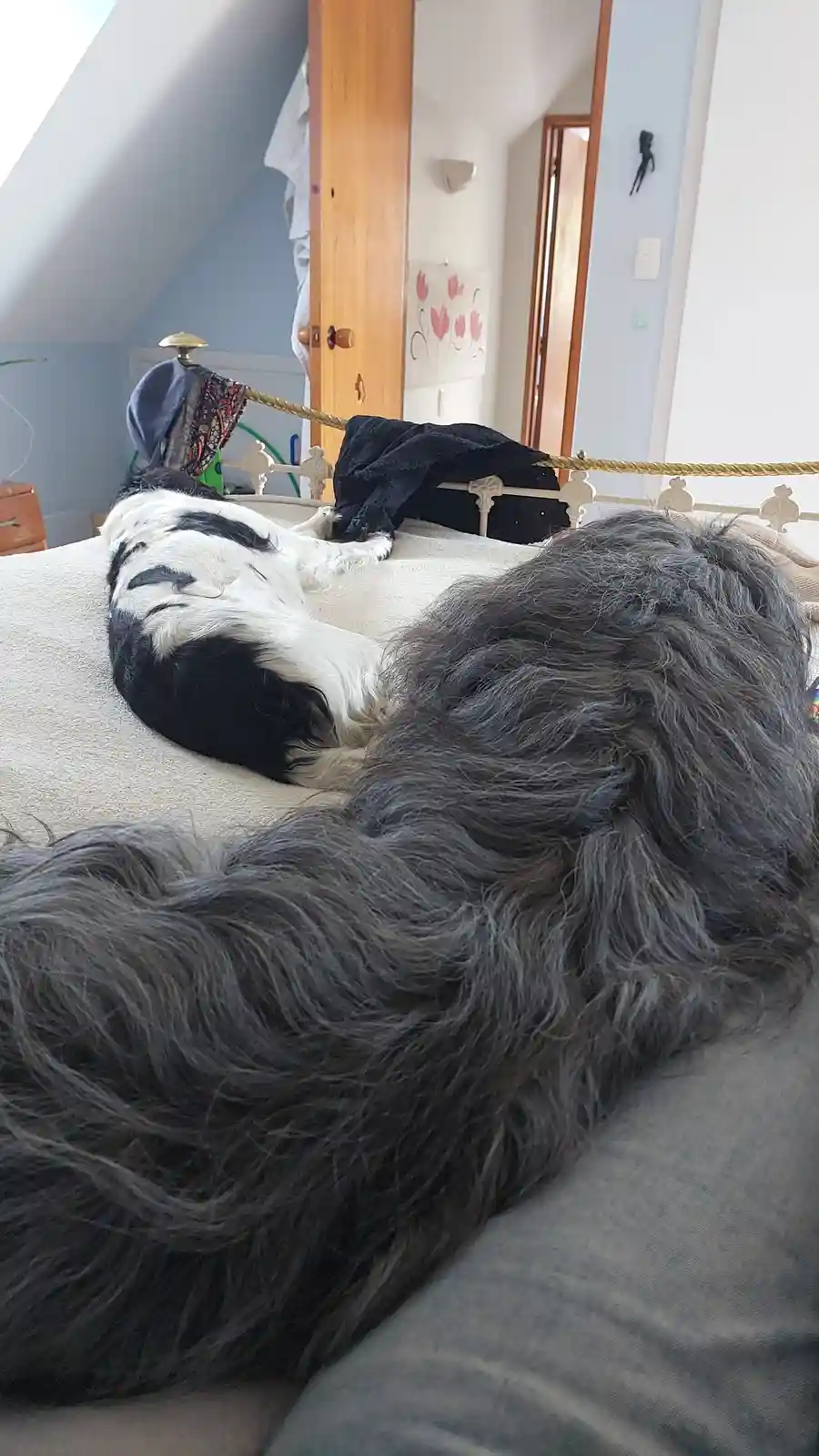 Two dogs are sleeping on a bed; one is black and white, the other has long grey fur. The image has text overlaid that reads…