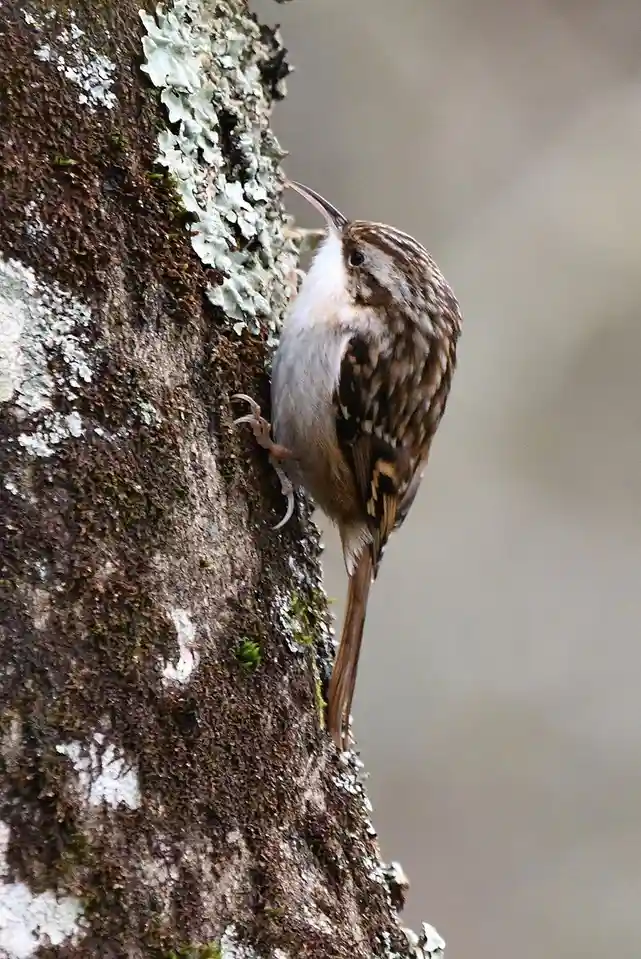 A small brown and white bird with a long, curved beak is clinging vertically to a mossy, lichen-covered tree trunk, its head…