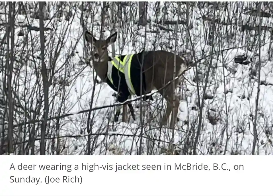 A deer stands in a snowy, wooded area with bare branches, wearing a bright yellow and black high-visibility safety vest. The…