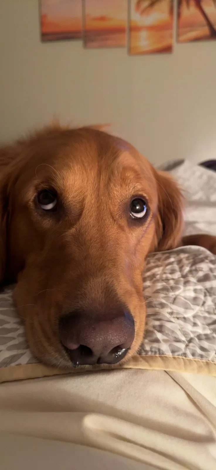 A close-up photo of a golden retriever dog resting its head on a patterned pillow, looking directly at the camera with…