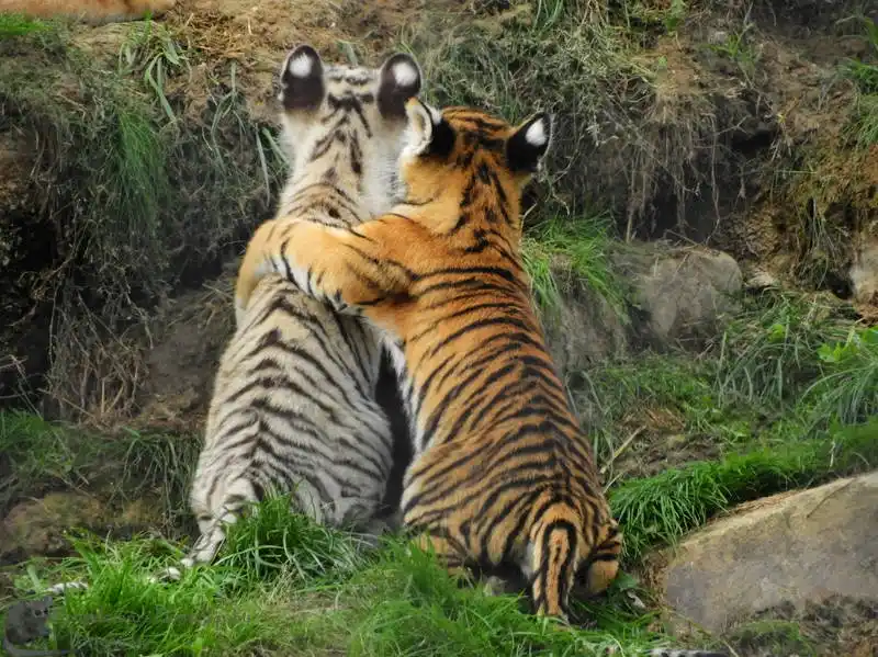 Two tigers are seen from behind, embracing each other in a grassy, rocky outdoor setting. One tiger has a lighter, whitish…