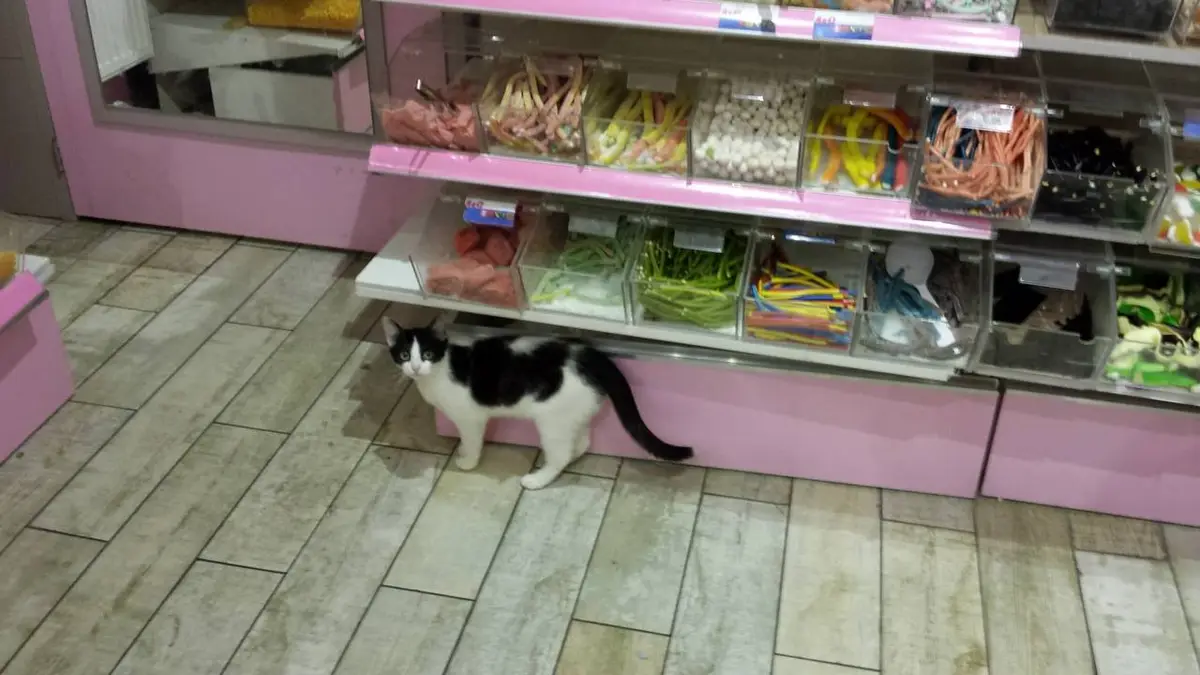 Today's Featured Feline: A Cat to Adore