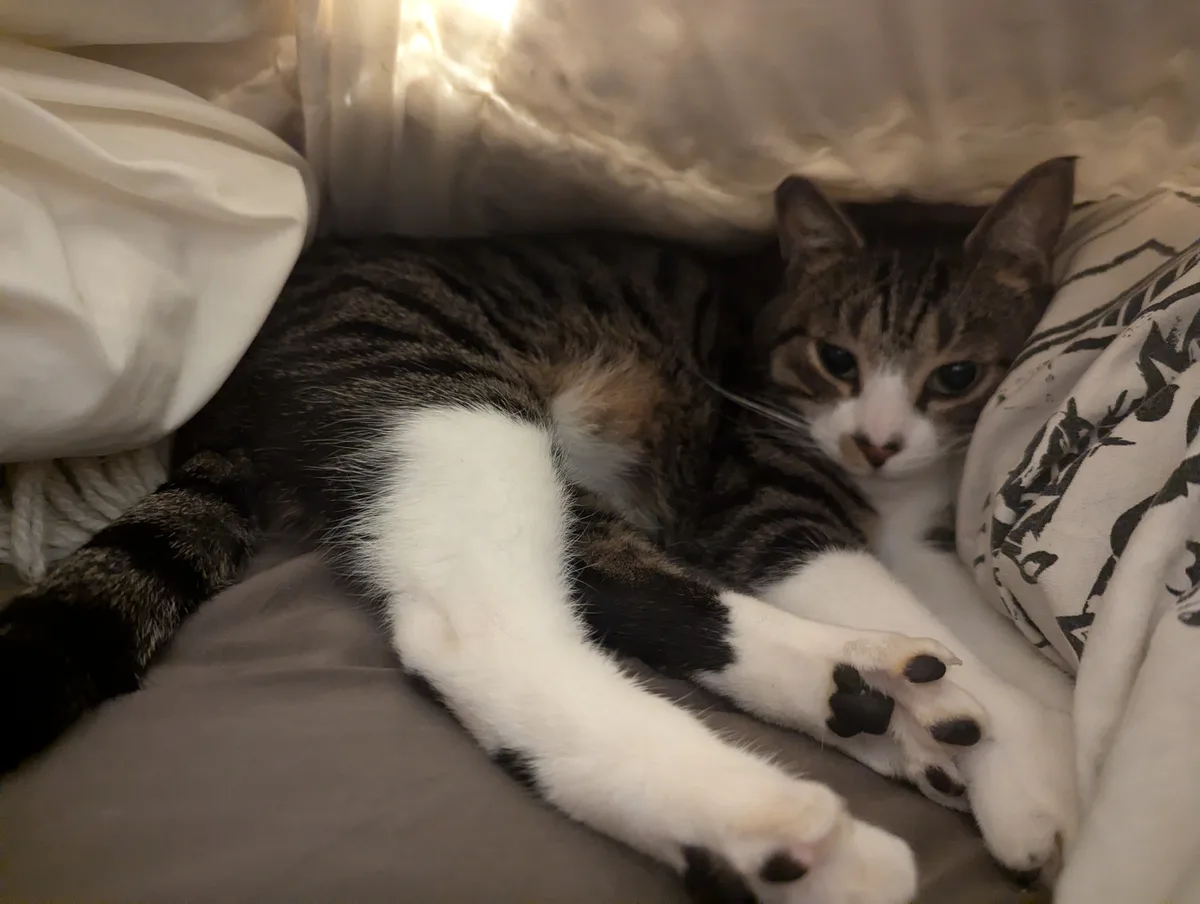 The Ultimate Bed Snuggle Companion