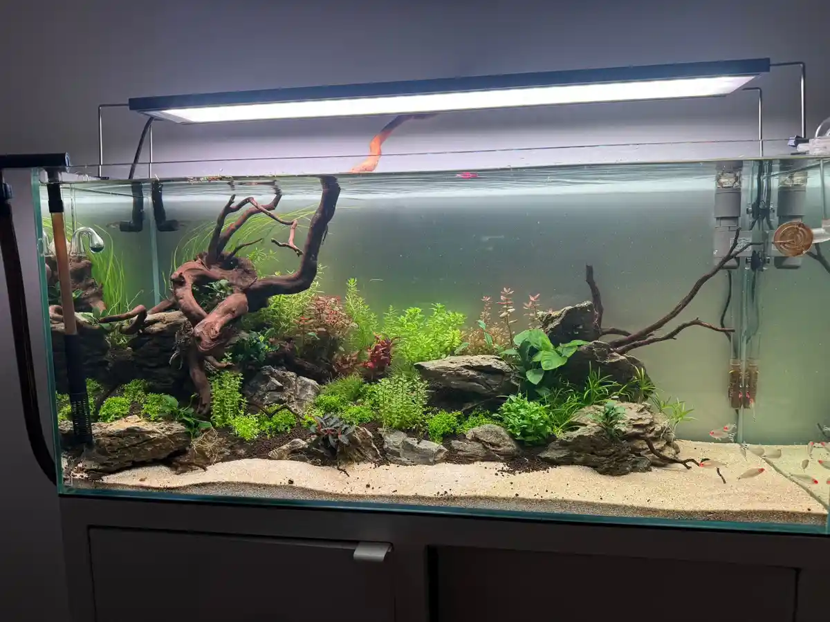 A large, well-lit aquarium filled with sand, rocks, driftwood, and lush green aquatic plants, with small fish swimming near…