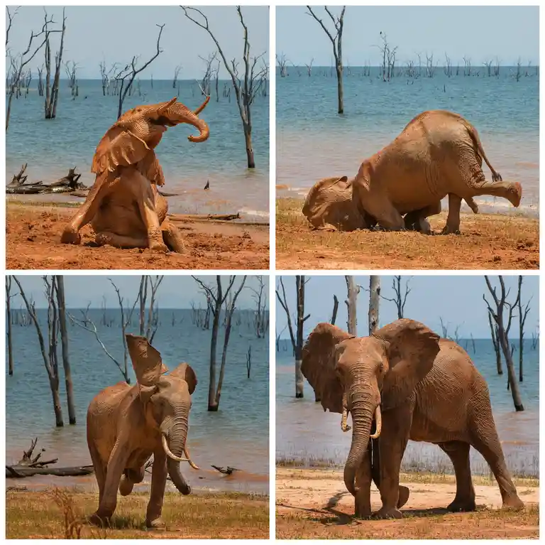 A four-panel image collage shows an elephant covered in reddish-brown mud at a lakeshore with dead trees in the water. In…