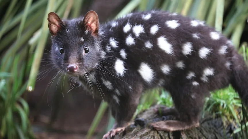A close-up photograph of a Tasmanian devil, a black marsupial with white spots, standing on a tree branch and looking…