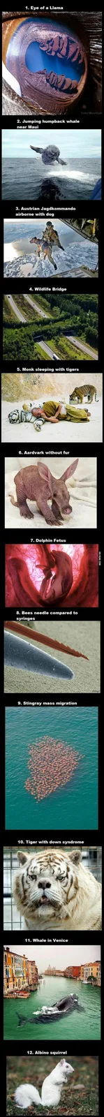 A vertical collage of 12 bizarre and surreal images, each with a numbered caption. The images include a close-up of a…