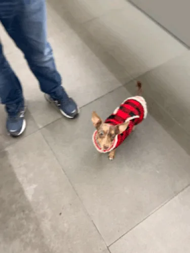 A small dog wearing a red, black, and white striped sweater is shown in six panels, progressively getting closer to the…