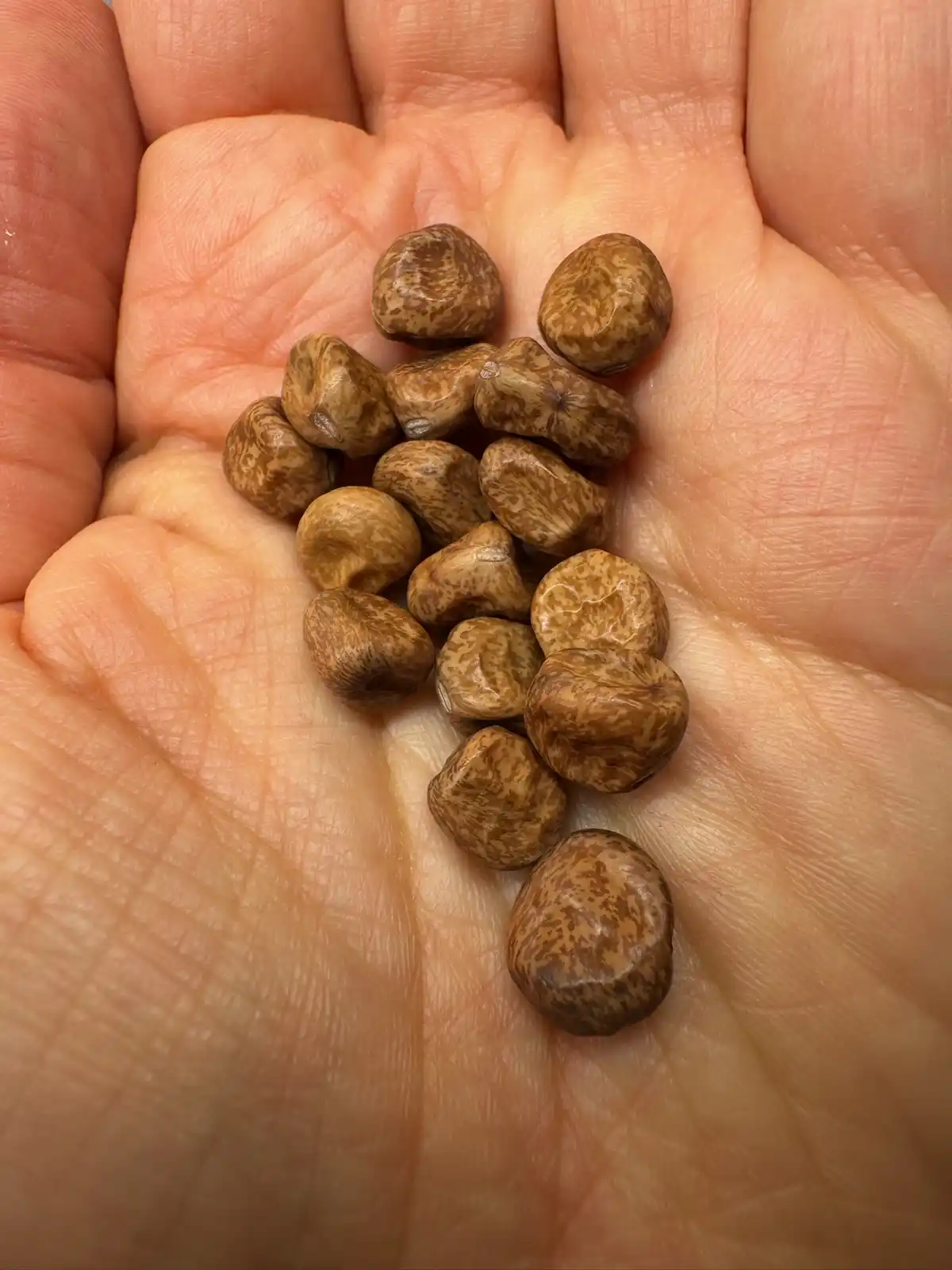 A close-up photo shows a person's open palm holding about a dozen small, brown, mottled, irregularly shaped seeds. The…