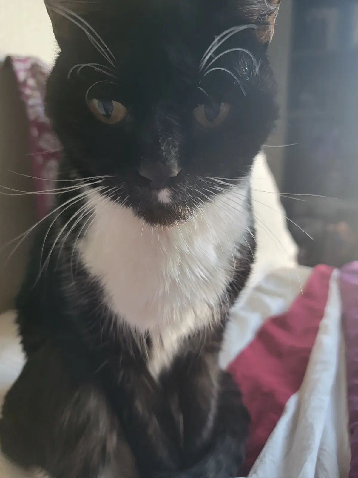 A close-up photo of a black-and-white cat with a distinct white chest patch shaped like a heart, looking directly at the…