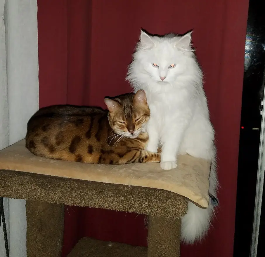 Two cats sit on a cat tree: a fluffy white cat with glowing orange eyes sits upright looking sternly forward, while a…