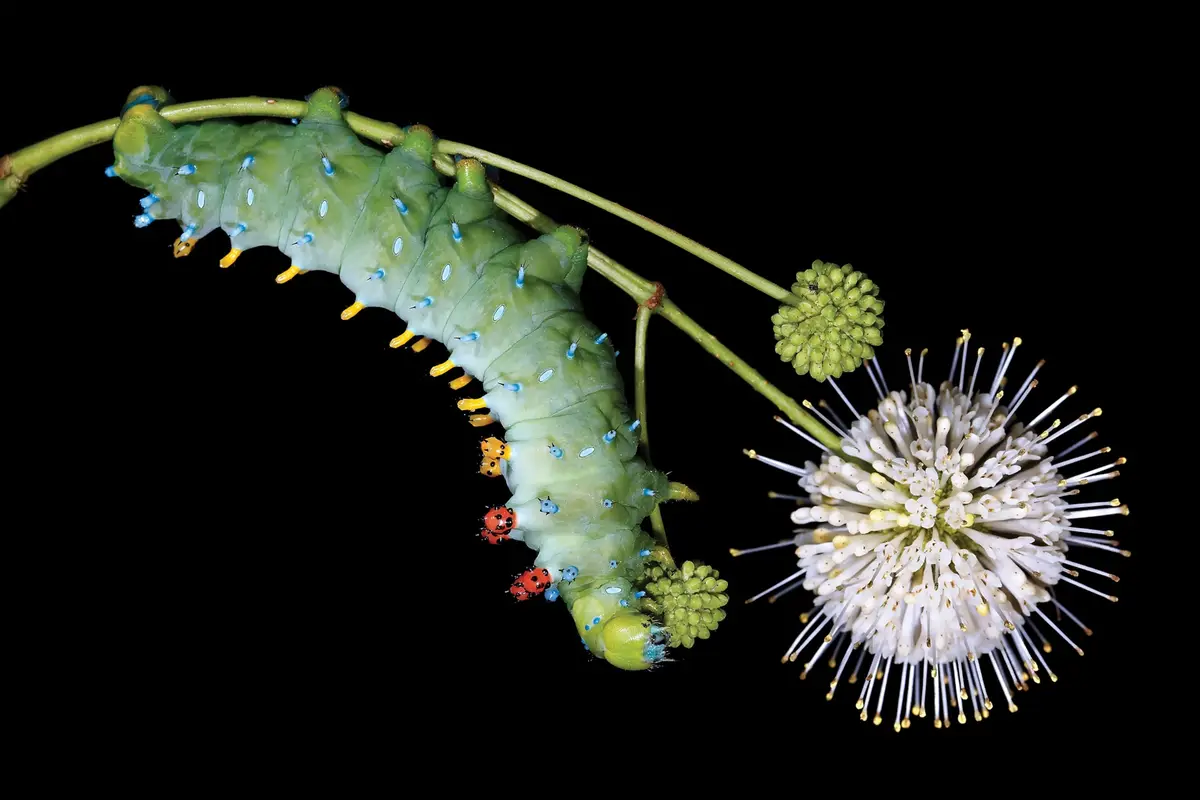 A large green caterpillar with blue and yellow spines is crawling on a plant stem against a black background, with several…