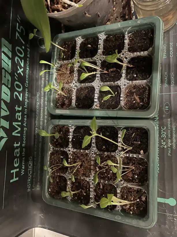 Growing Dahlia Seedlings: A Gardener's Journey