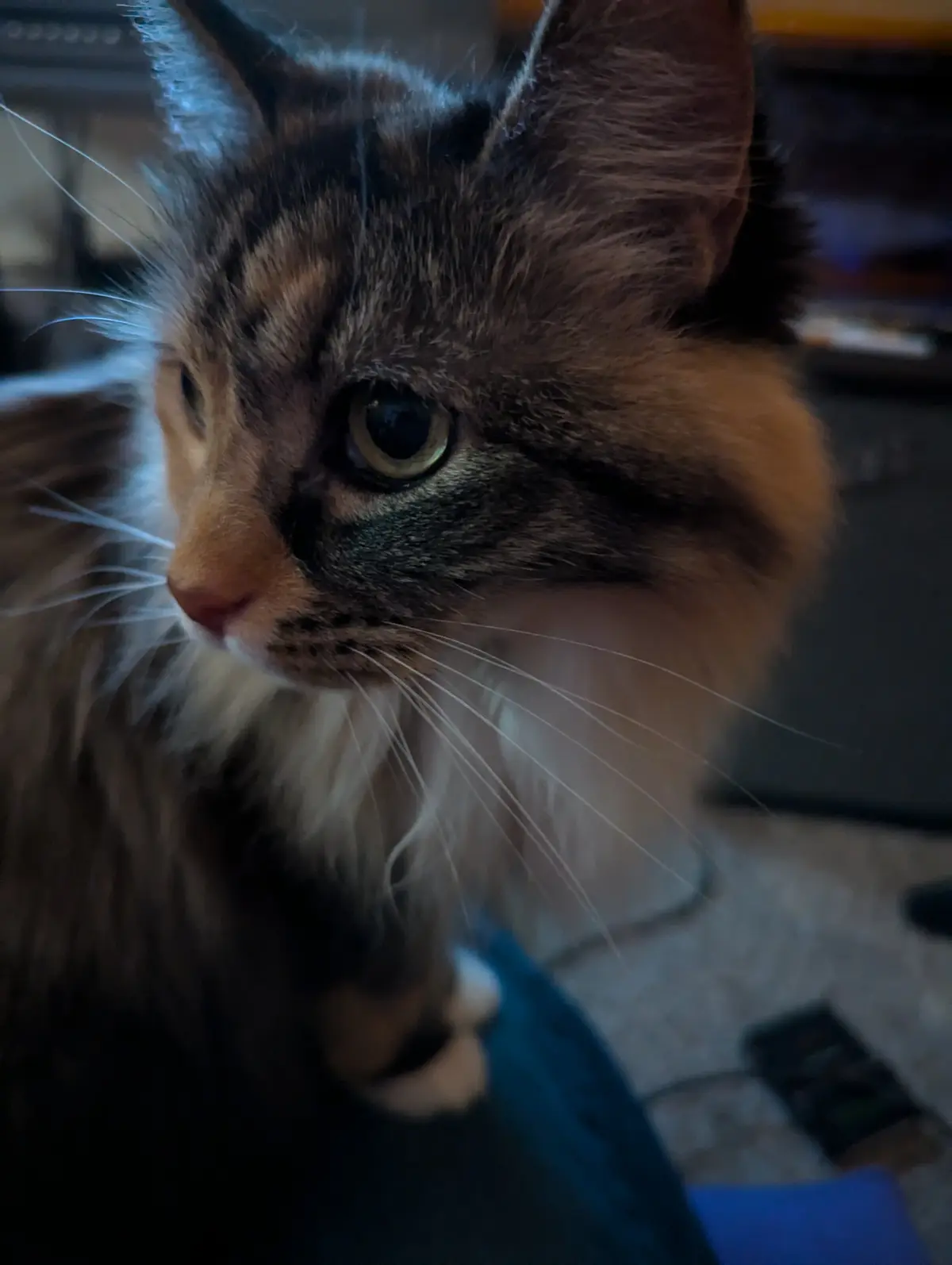 A close-up photo of a fluffy tortoiseshell cat with wide, expressive eyes looking off to the side, conveying a look of mild…