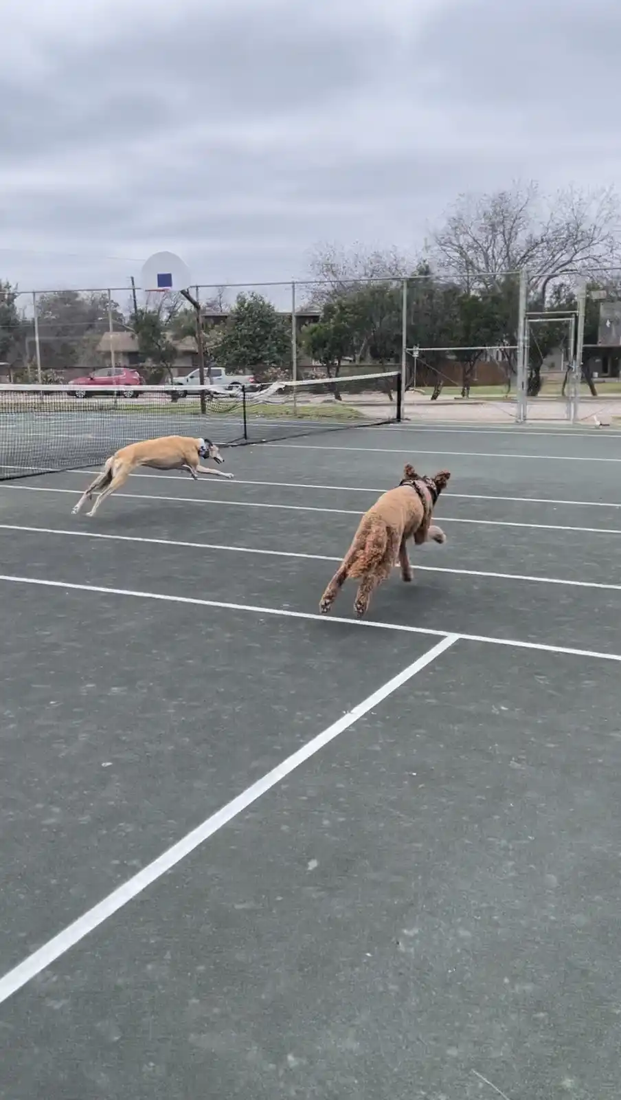Two dogs are running across a tennis court, one in the foreground and one in the background, both in mid-stride. The court…