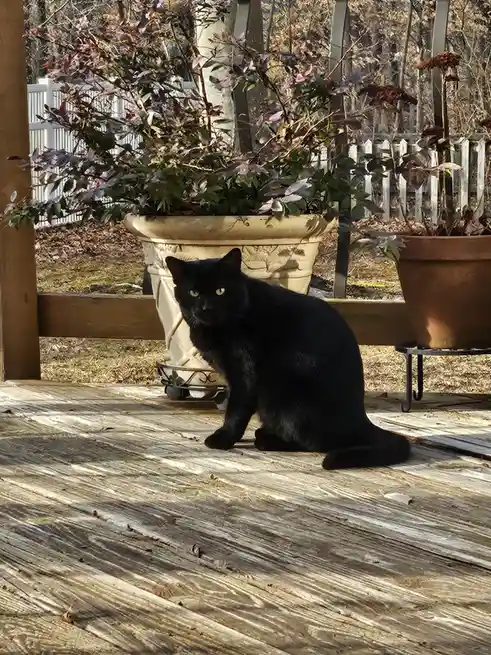 A black cat with bright yellow eyes sits on a weathered wooden deck, looking directly at the camera. Behind it are two large…