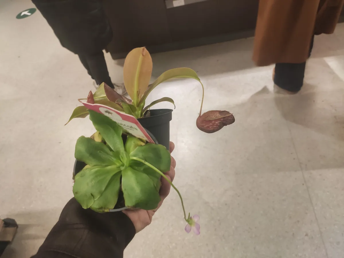 A person holds a potted carnivorous plant with a visible tag, showing both healthy green leaves and a brown, withered…