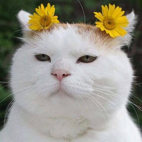 A close-up of a fluffy white cat with a slightly grumpy expression, with two bright yellow daisies digitally placed on top…