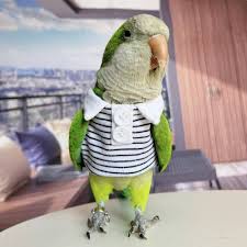 A green parrot wearing a white and black striped shirt with a white collar stands on a table. The background shows a blurred…