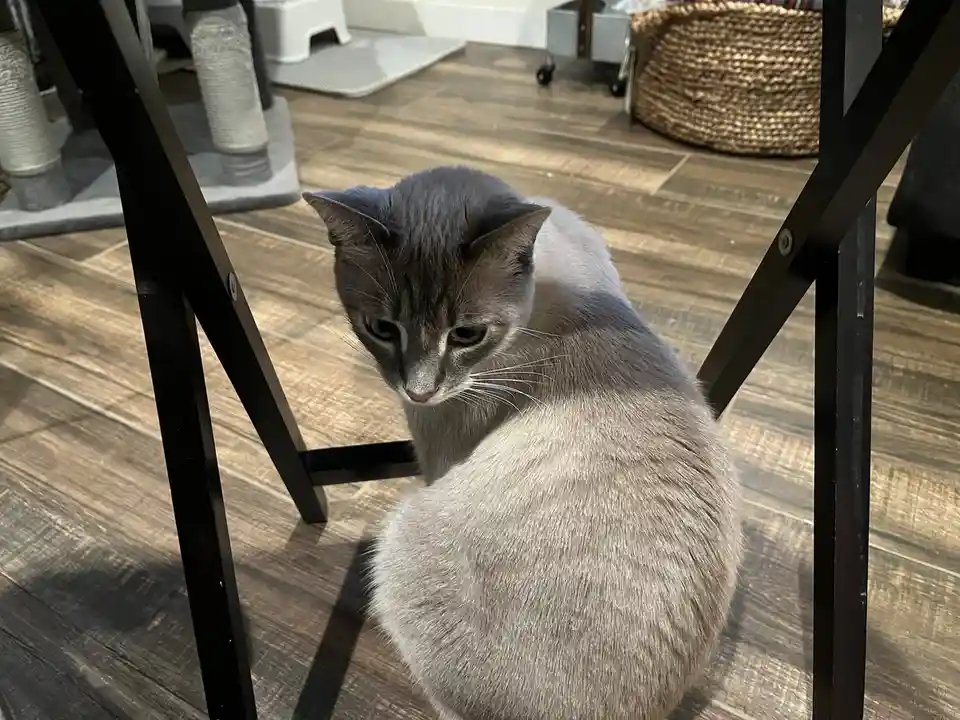 A gray cat sits on a wooden floor between the legs of a black metal chair, looking down with a sad, disappointed expression…
